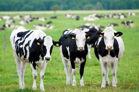 Politique agricole commune : de quoi demain sera-t-il fait ?