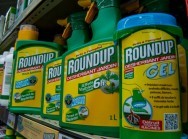 This picture taken on June 15, 2015 shows a bottle of Monsanto's 'Roundup' pesticide in a gardening store in Lille. French Ecology Minister Segolene Royal announced on June 14, 2015 a ban on the sale of American biotechnology giant Monsanto's popular weedkiller from garden centres, which the UN has warned may be carcinogenic. The active ingredient in Roundup, glyphosate, was in March classified as "probably carcinogenic to humans" by the UN's International Agency for Research on Cancer (IARC). AFP PHOTO / PHILIPPE HUGUEN / AFP / PHILIPPE HUGUEN